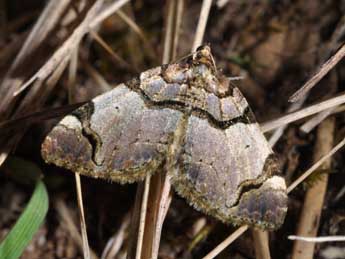 Anticlea derivata D. & S. adulte - ©Philippe Mothiron