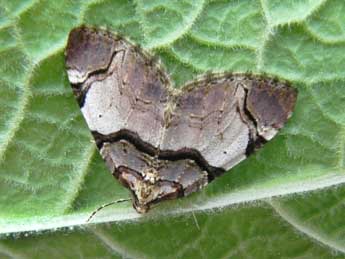 Anticlea derivata D. & S. adulte - Philippe Mothiron