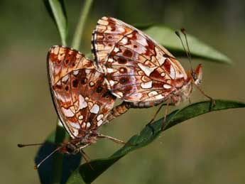 Boloria dia L. adulte - Alex Corge