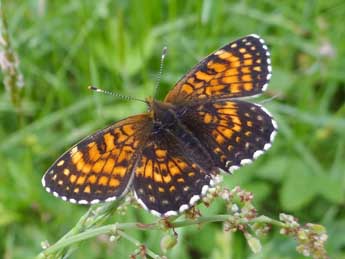 Melitaea diamina Lang adulte - ©Jean-Pierre Arnaud