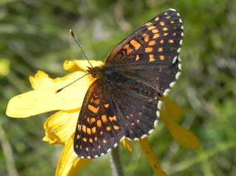 Melitaea diamina Lang adulte - Philippe Mothiron