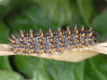  Chenille de Melitaea diamina Lang - Wolfgang Wagner, www.pyrgus.de