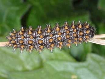  Chenille de Melitaea diamina Lang - Wolfgang Wagner, www.pyrgus.de