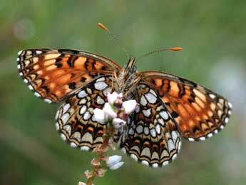 Melitaea diamina Lang adulte - Alex Corge