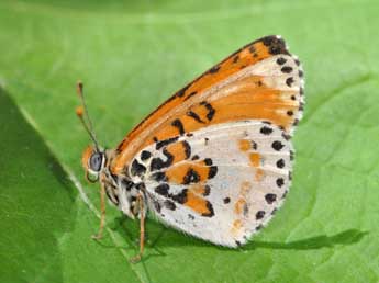 Melitaea didyma Esp. adulte - ©Philippe Mothiron