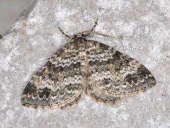 Mesotype didymata L. adulte - ©Philippe Mothiron