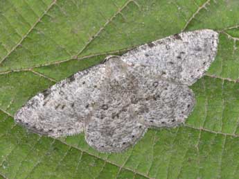 Yezognophos dilucidaria D. & S. adulte - Philippe Mothiron