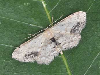 Idaea dimidiata Hfn. adulte - ©Philippe Mothiron