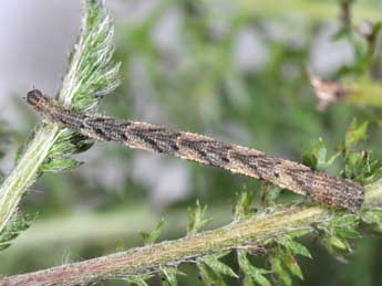  Chenille de Idaea dimidiata Hfn. - Philippe Mothiron