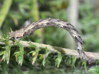  Chenille de Idaea dimidiata Hfn. - Philippe Mothiron