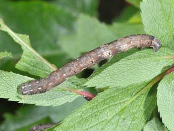  Chenille de Aleucis distinctata H.-S. - Philippe Mothiron