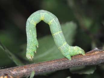  Chenille de Aleucis distinctata H.-S. - Philippe Mothiron