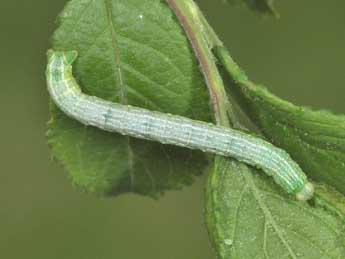  Chenille de Aleucis distinctata H.-S. - ©Philippe Mothiron