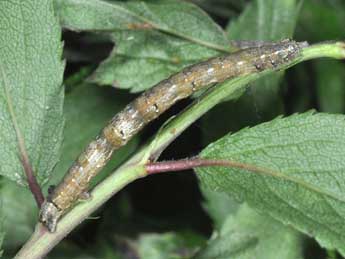  Chenille de Aleucis distinctata H.-S. - Philippe Mothiron