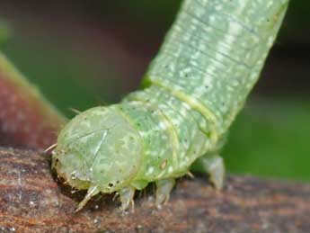  Chenille de Aleucis distinctata H.-S. - ©Philippe Mothiron