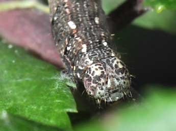  Chenille de Aleucis distinctata H.-S. - ©Philippe Mothiron