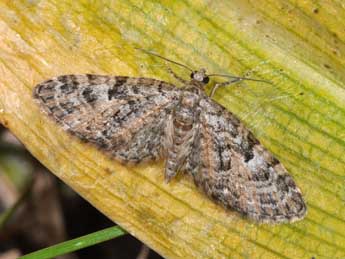 Eupithecia dodoneata Gn. adulte - ©Philippe Mothiron