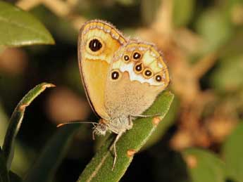 Coenonympha dorus Esp. adulte - Daniel Morel