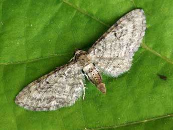 Eupithecia egenaria H.-S. adulte - ©Daniel Morel