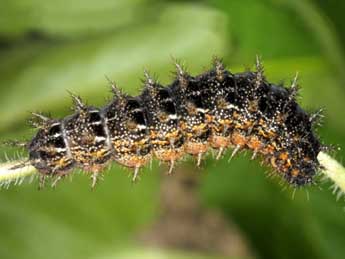  Chenille de Fabriciana elisa God. - ©Wolfgang Wagner, www.pyrgus.de