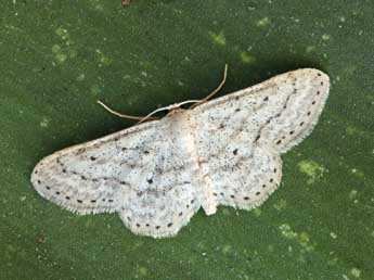 Idaea elongaria Rbr adulte - ©Daniel Morel