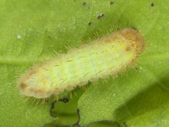  Chenille de Satyrium esculi Hb. - Wolfgang Wagner, www.pyrgus.de