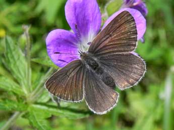 Eumedonia eumedon Esp. adulte - ©Philippe Mothiron