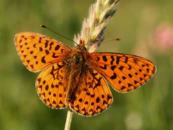 Boloria euphrosyne L. adulte - ©Alex Corge