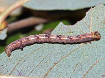  Chenille de Cabera exanthemata Scop. - ©Jean-Paul Coat