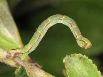  Chenille de Eupithecia exiguata Hb. - Wolfgang Wagner, www.pyrgus.de