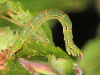  Chenille de Eupithecia exiguata Hb. - Wolfgang Wagner, www.pyrgus.de