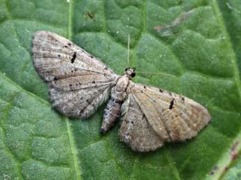 Eupithecia expallidata Dbld. adulte - ©Daniel Morel