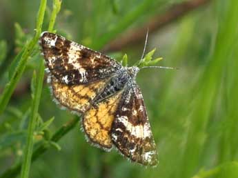 Isturgia famula Esp. adulte - ©Emilien Teulier