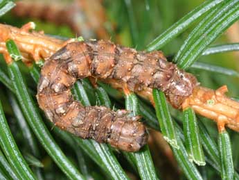  Chenille de Hylaea fasciaria L. - Philippe Mothiron