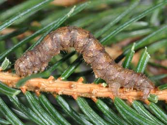  Chenille de Hylaea fasciaria L. - ©Philippe Mothiron