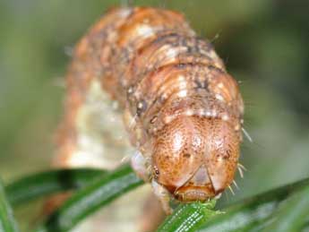  Chenille de Hylaea fasciaria L. - Philippe Mothiron