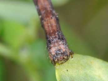  Chenille de Scopula floslactata Hw. - Philippe Mothiron