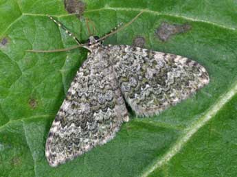 Euphyia frustata Tr. adulte - Philippe Mothiron