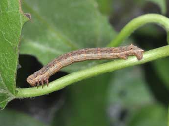  Chenille de Gnophos furvata D. & S. - Philippe Mothiron