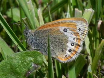 Coenonympha gardetta Prun. adulte - Philippe Mothiron