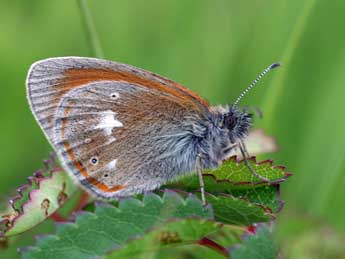 Coenonympha glycerion Bkh. adulte - ©Daniel Morel