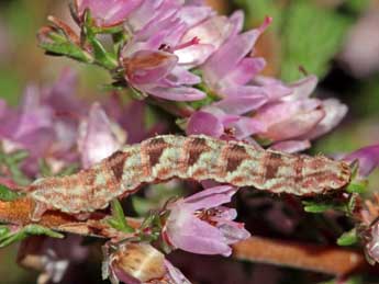  Chenille de Eupithecia goossensiata Mab. - ©Jean-Paul Coat