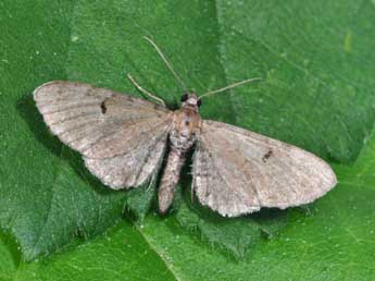 Eupithecia goossensiata Mab. adulte - ©Philippe Mothiron