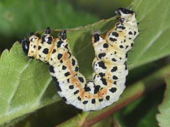  Chenille de Abraxas grossulariata L. - ©Philippe Mothiron