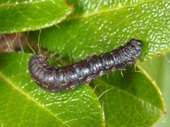  Chenille de Rheumaptera hastata L. - Wolfgang Wagner, www.pyrgus.de