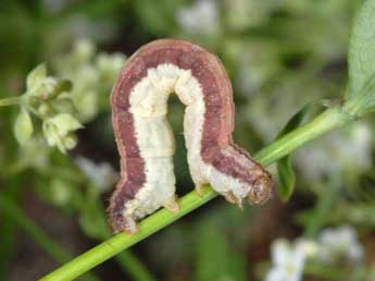  Chenille de Epirrhoe hastulata Hb. - Wolfgang Wagner, www.pyrgus.de