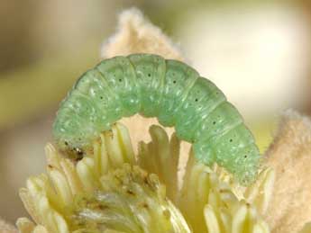  Chenille de Eupithecia haworthiata Dbld. - ©Wolfgang Wagner, www.pyrgus.de