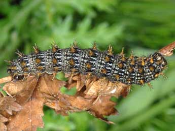  Chenille de Brenthis hecate D. & S. - ©Wolfgang Wagner, www.pyrgus.de