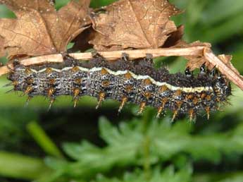  Chenille de Brenthis hecate D. & S. - Wolfgang Wagner, www.pyrgus.de