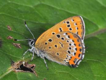 Lycaena helle D. & S. adulte - Philippe Mothiron